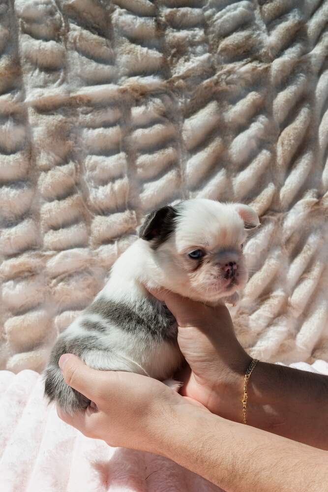 Healthy happy puppy